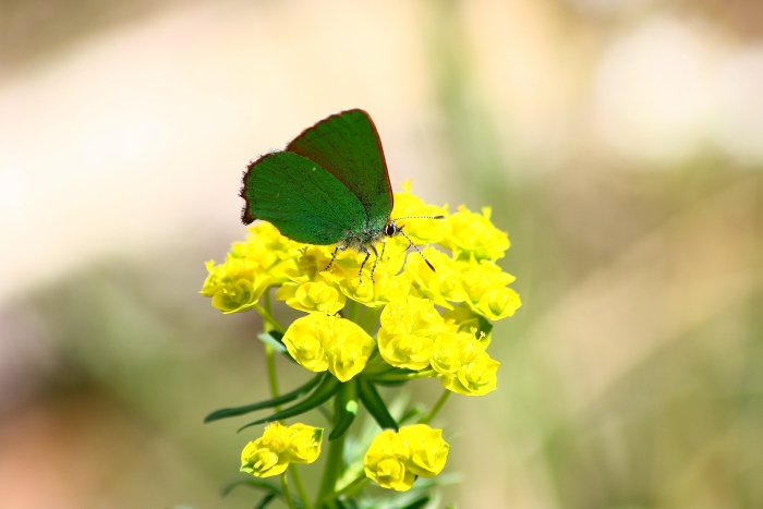 Invasione di Callophrys rubi